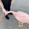 Pelikaan identificeert zich als flamingo
