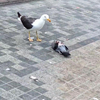 OMGNOES! Vogel eet vogel in Utrecht