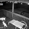 Kat vs coyote op de veranda