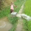 Het rijstveld bewateren
