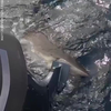 Haai neemt hapje propeller 