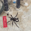 Black widow vangt tarantula
