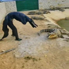 Krokodil op slippers