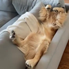Hond heeft interessante favoriete plek