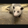 Das schielende Opossum Heidi