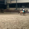 Pony mishandeld op manege Breugelhoeve 