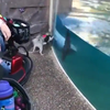 Dolfijn speelt met hond