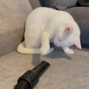 Wat is dat? 