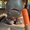 Nijlpaard vs dikke peen