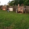 Ff je nieuwe rodeostier uitproberen