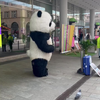 Schattige pandabeer
