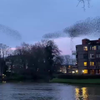 Spreeuwen in Zwolle 