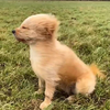 Hond geniet van wind