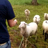 Meisje kan communiceren met schapen