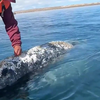 Walvis met waterpokken