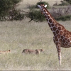 Drie cheetahs vs struisvogel