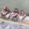 Apen hebben het zwaar