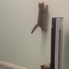 Kitten de muur op jagen