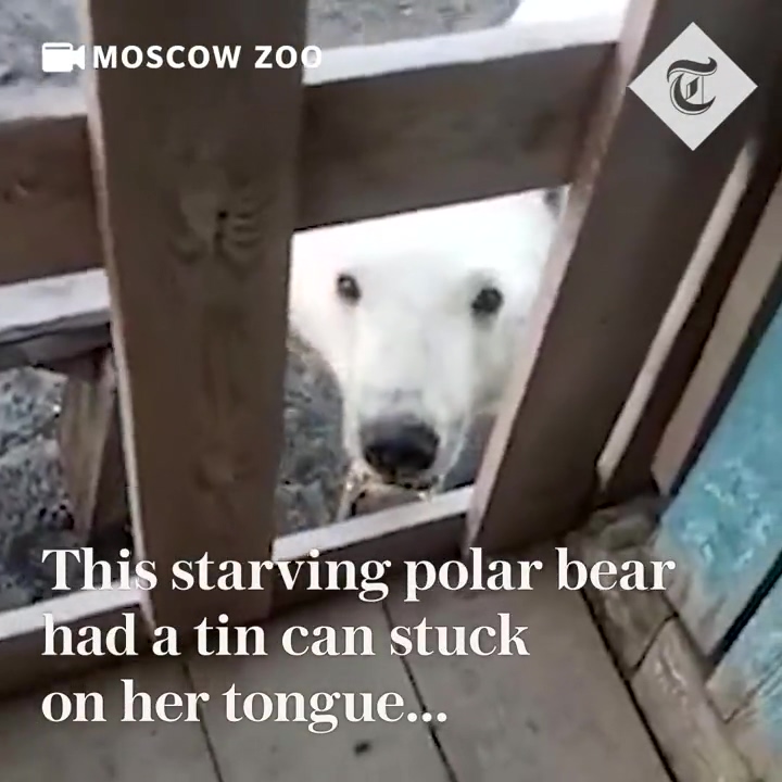 DUMPERT IJsbeer zit met tong vast in blikje