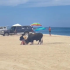 Stier sloopt domme toerist op Mexicaans strand