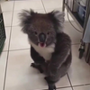 Koala heeft wat te zeggen