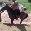 Walvis op een paard