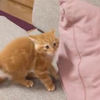 Kitten schiet in defence mode