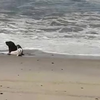 Zeehond heeft geen tijd 
