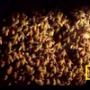 Honingbijen frituren Horzel