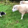 Collie duldt geen tegenspraak