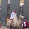 Je diploma ophalen op een kameel