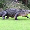 Floridiaanse Alligators