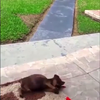 Hondje speelt met vlinder