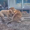 Hond vs tijger vs leeuw