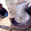 Chillende olifant heeft grote dorst