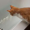 Kat en bad