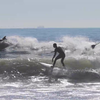 Surfen met de dolfijnen