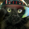 Top Gun met een kat