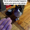 Kat + kattenkruid