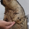 Marmot krijgt een wasbeurt