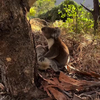 Koala rouwt om verloren kameraad