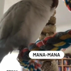 Mana-Mana