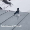 Suïcidale vogel