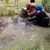 Paardje gered uit de water 
