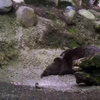 Otter krijgt zwemles