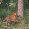 Luipaard heeft Impala gevangen