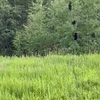 Af beren in het bos