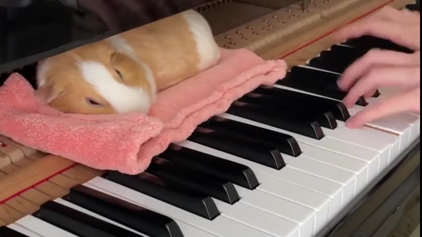 DUMPERT - Muzicaviaal begin van de middag