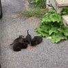 Wilde kittens benaderen