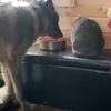 Wolf eet kattenbrokjes